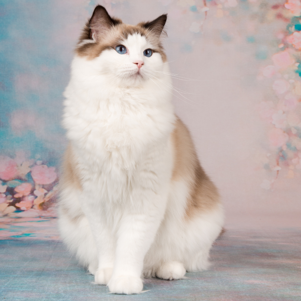 white and brown cat in front of a flowery background
