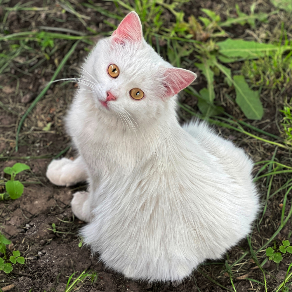 white cat outside