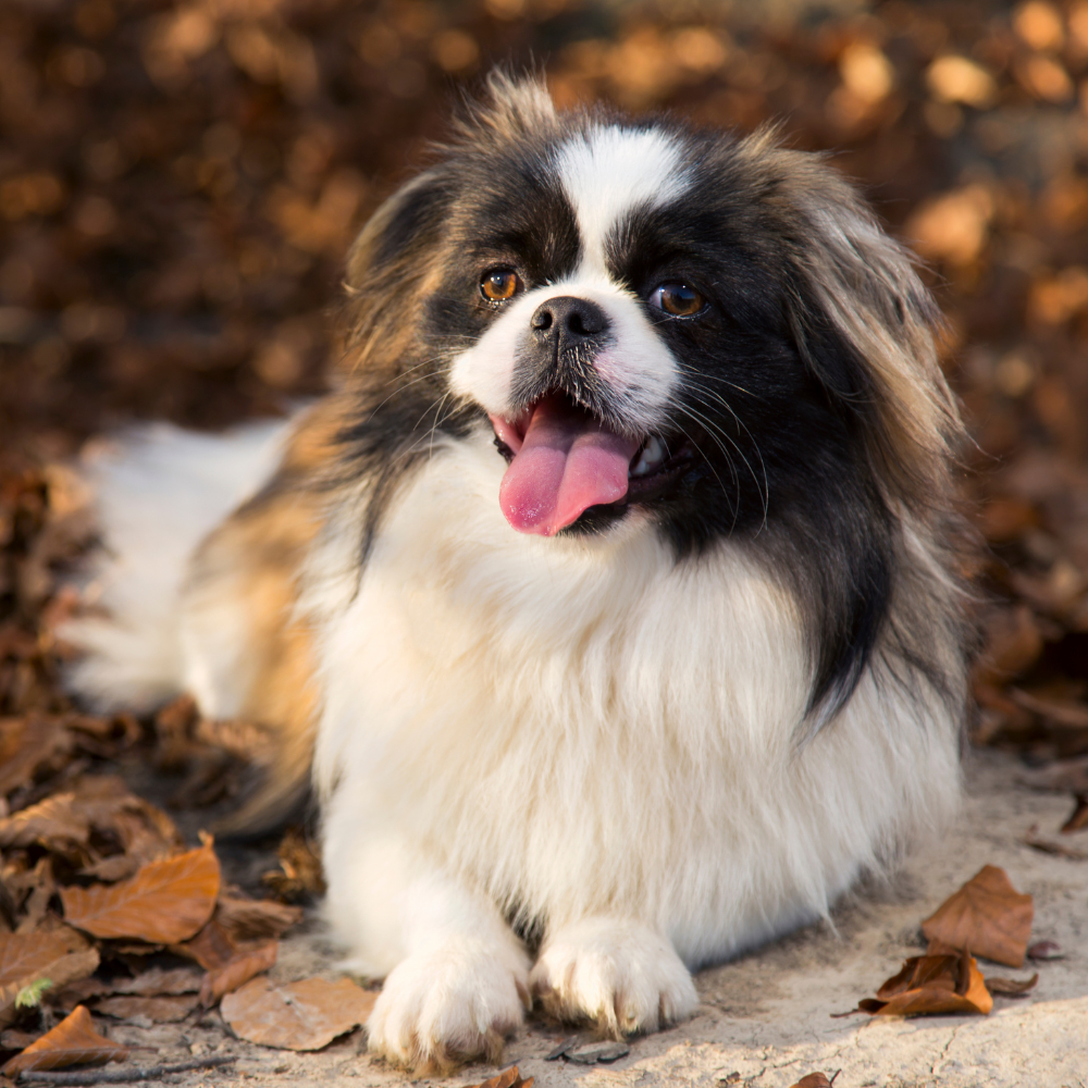 black and white dog with its tongue out