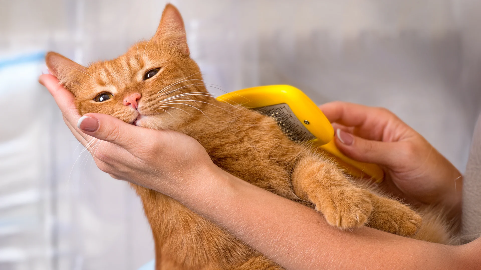 Person gently brushing an orange cat being held comfortably.