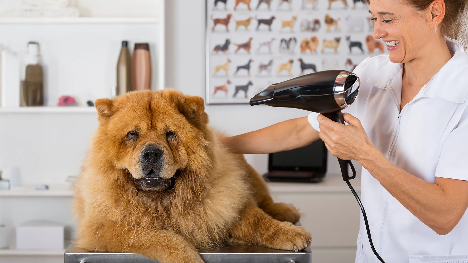 Groomer blow drying a fluffy Chow Chow on a grooming table.