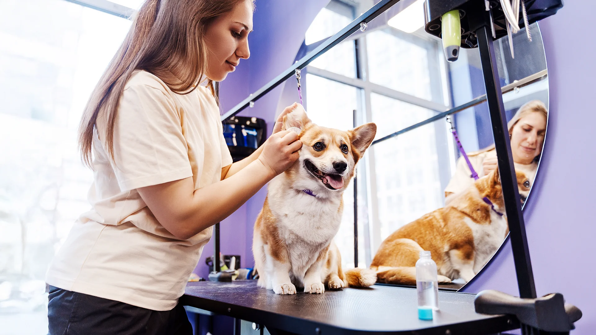 Groomer cleaning a happy corgi’s ears while the dog sits on a grooming table.