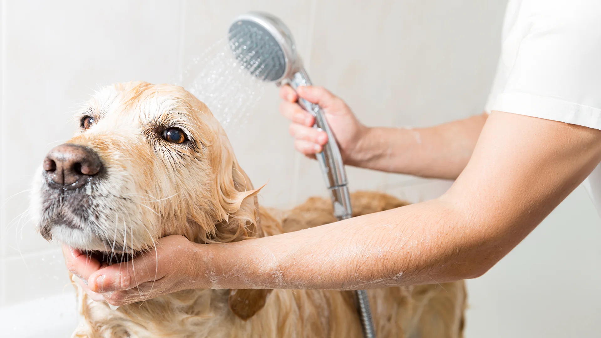 Wet golden retriever being gently bathed with a handheld shower sprayer.