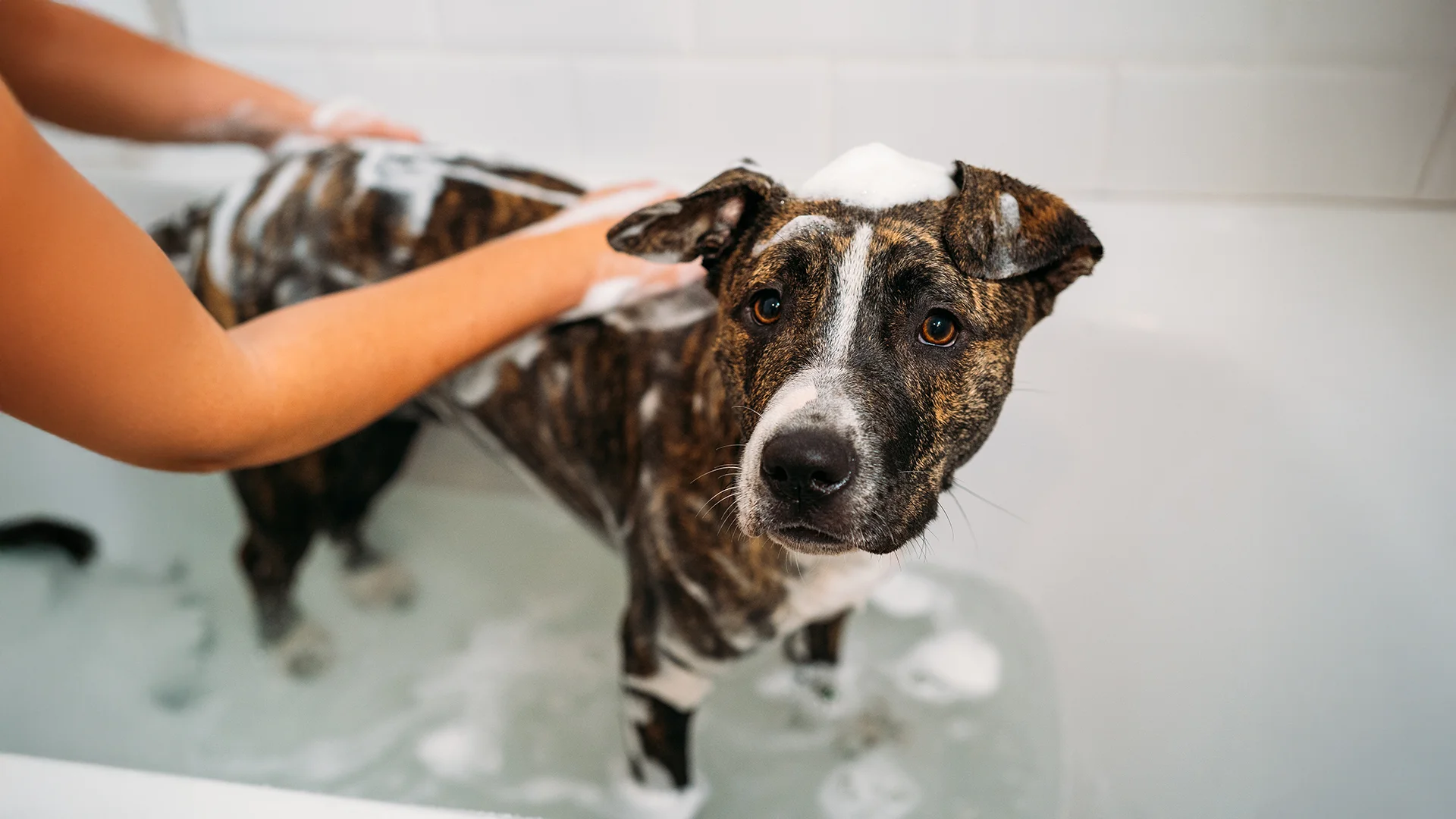 Brindle dog standing in a tub while being washed with soap suds.