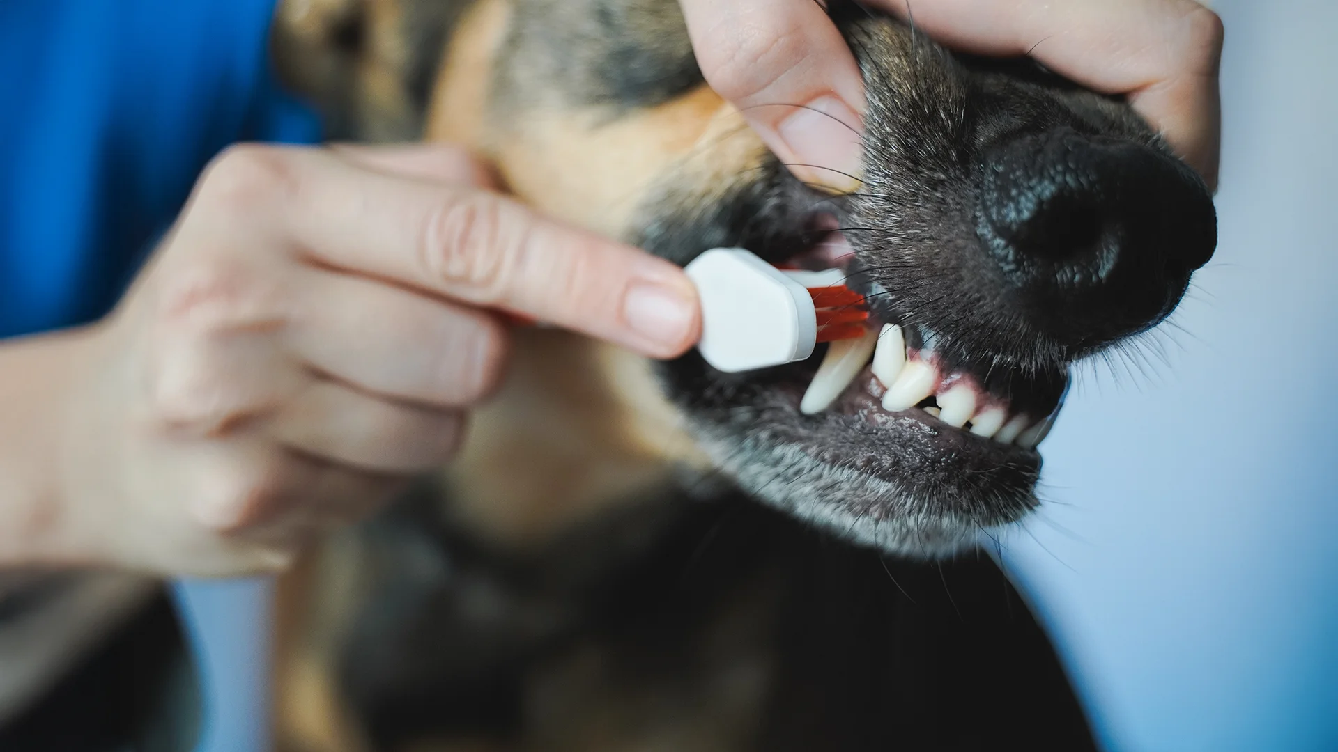 Person brushing a dog’s teeth using a small white toothbrush.