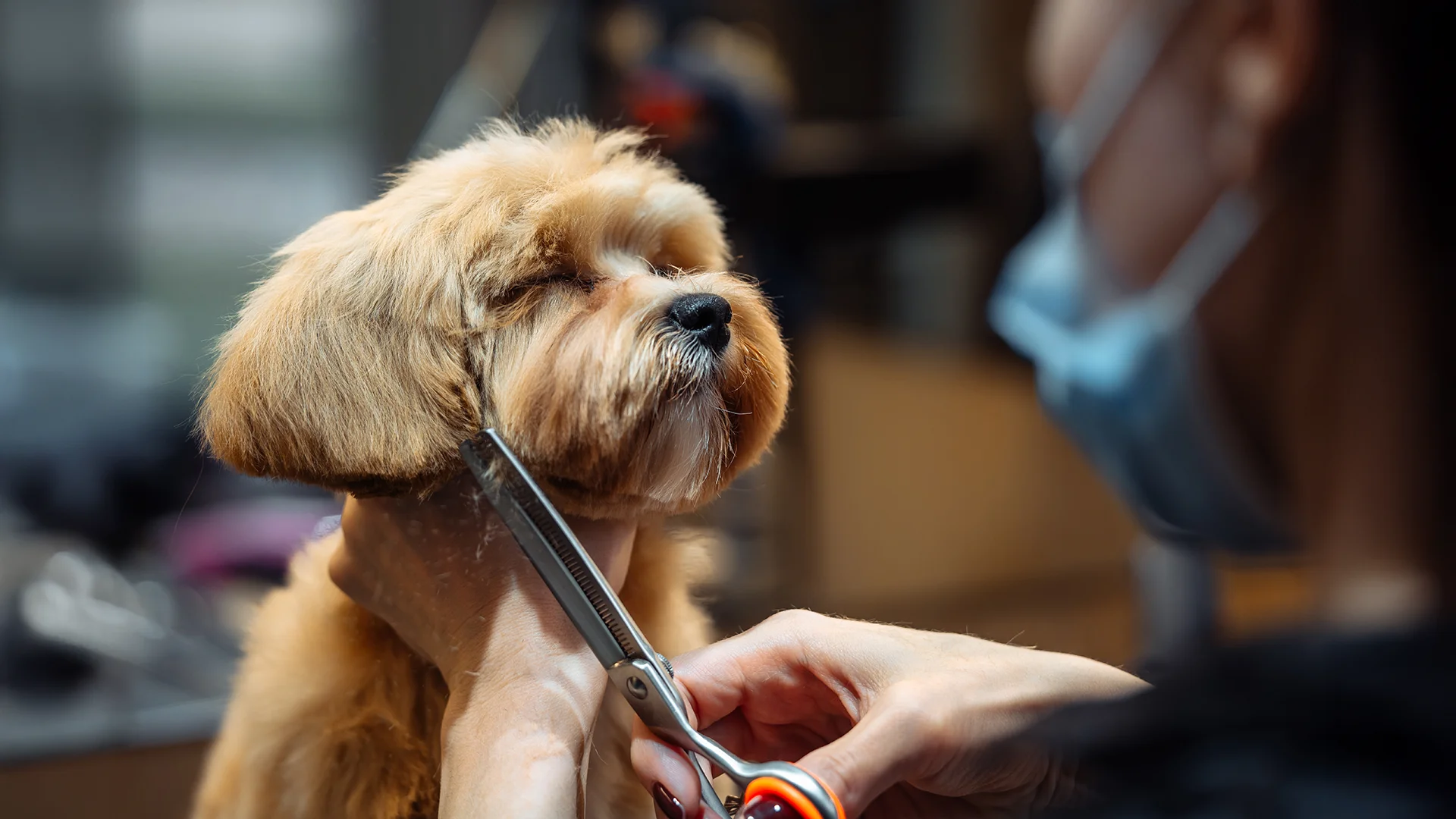 Groomer trimming a small fluffy dog’s face with scissors during a grooming session.