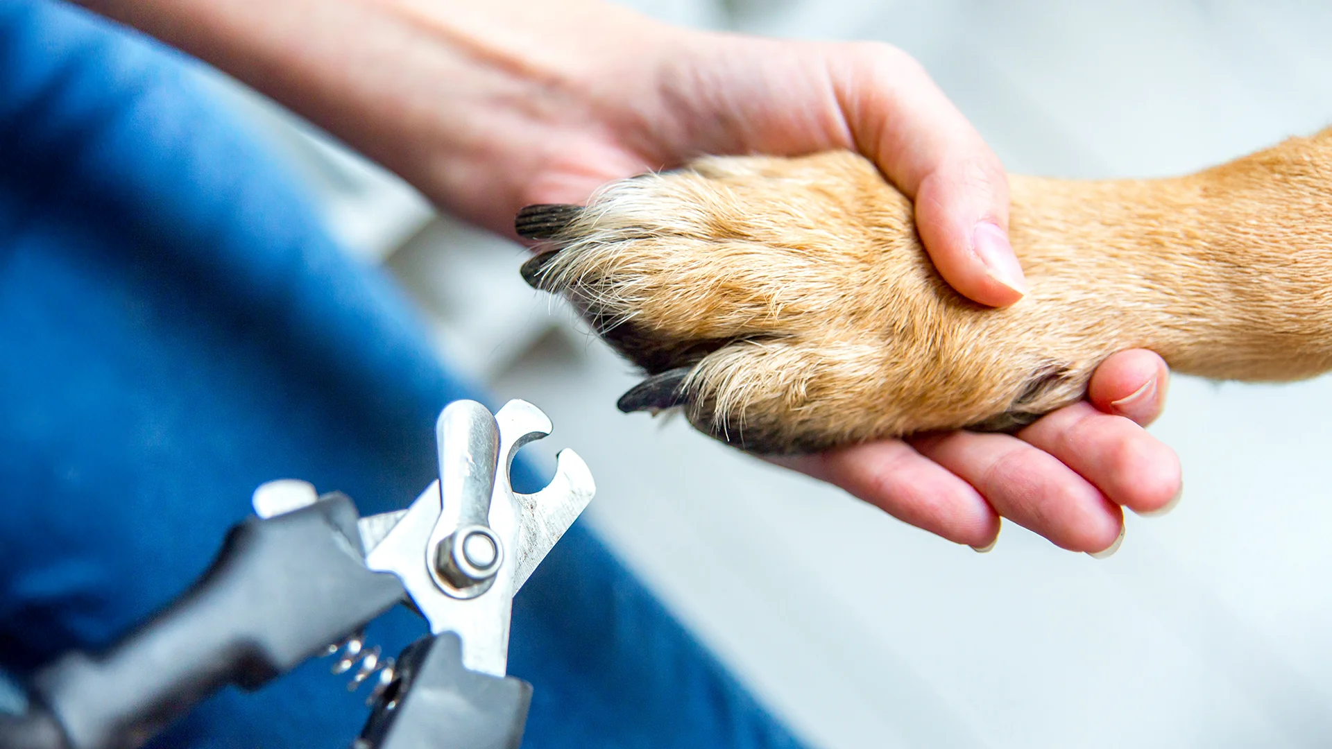 Person holding a dog’s paw while preparing to trim the nails with clippers.