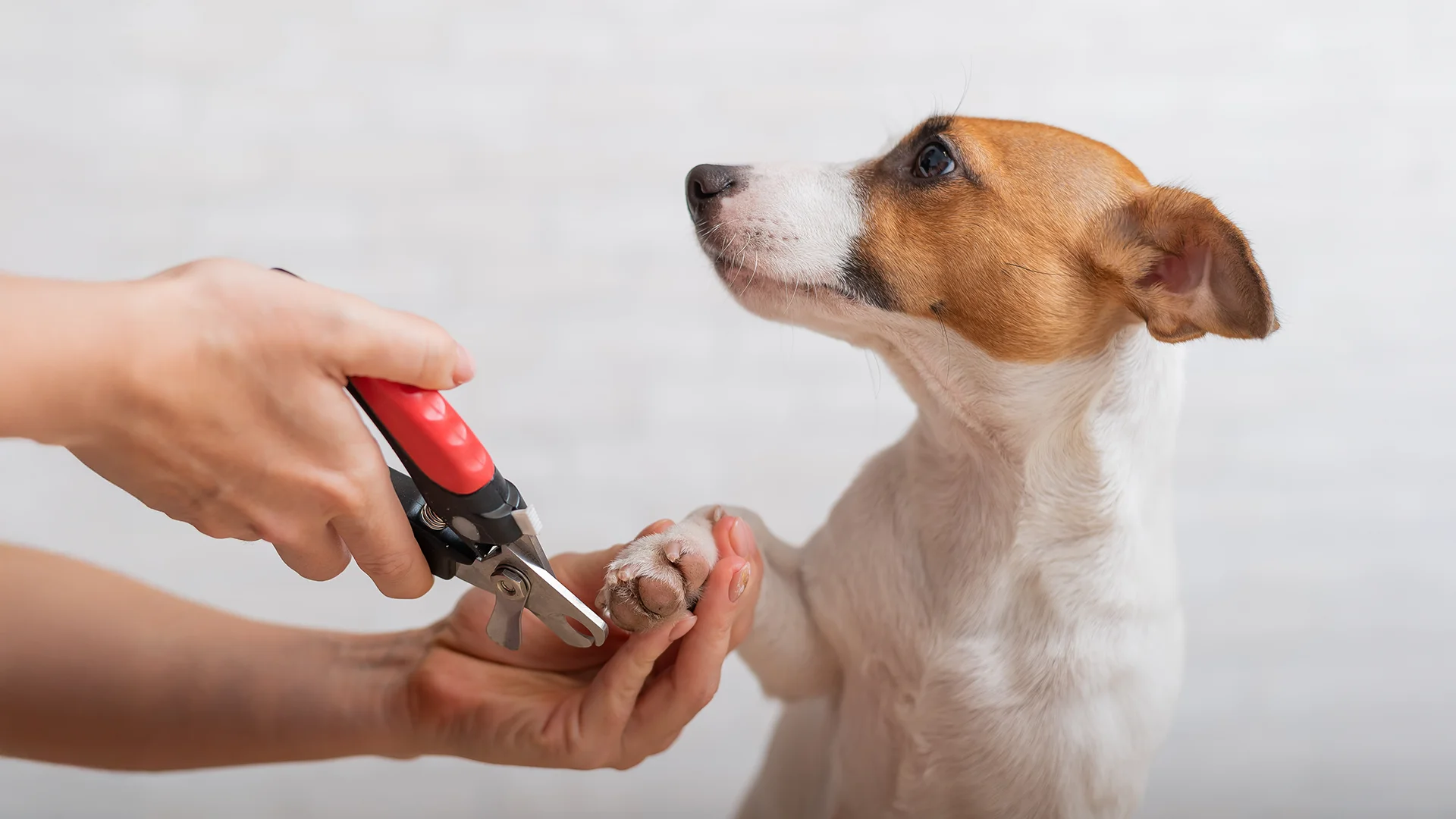 Person trimming a small dog’s nails while holding its paw gently.