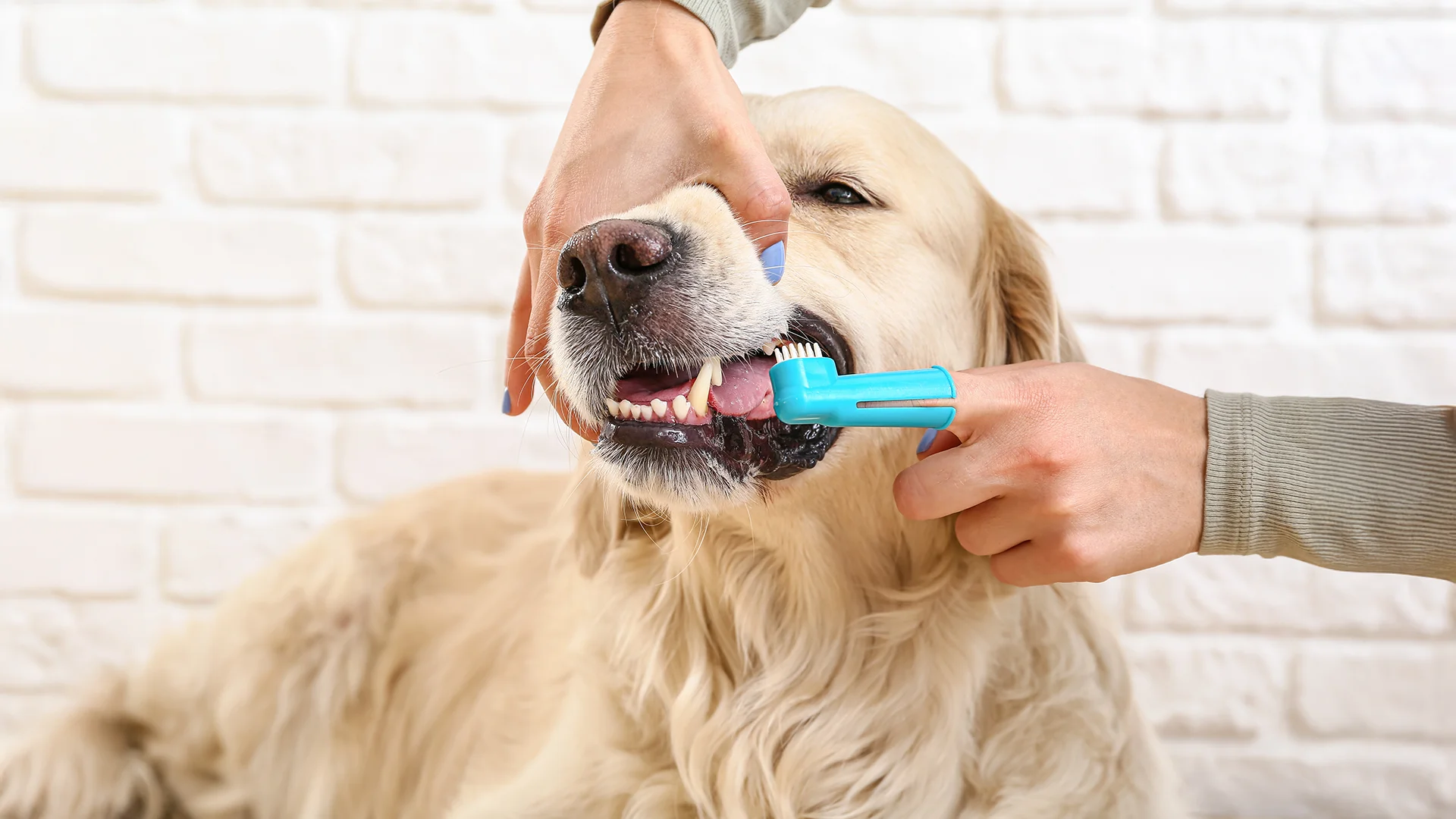 Person brushing a golden retriever’s teeth with a blue toothbrush.