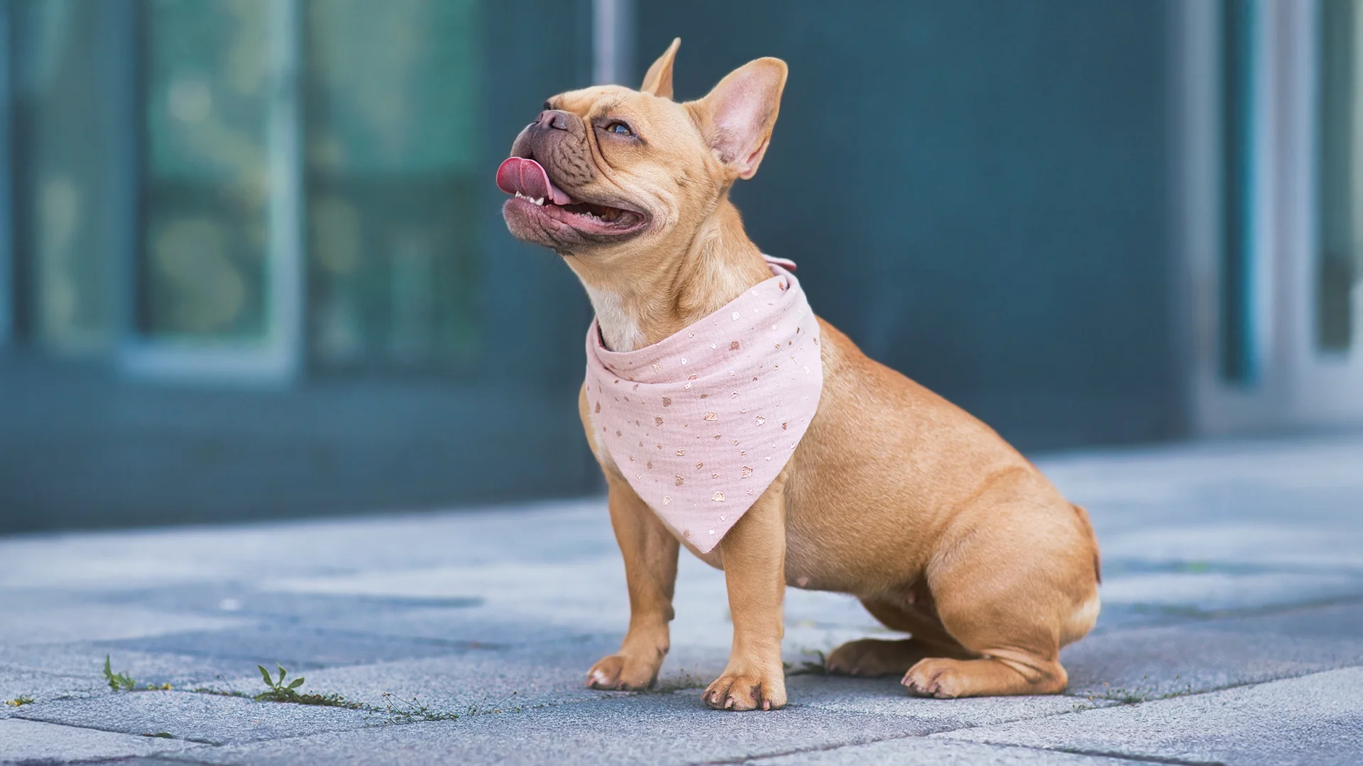 Black and white cat getting its fur trimmed with electric clippers on a grooming table.
