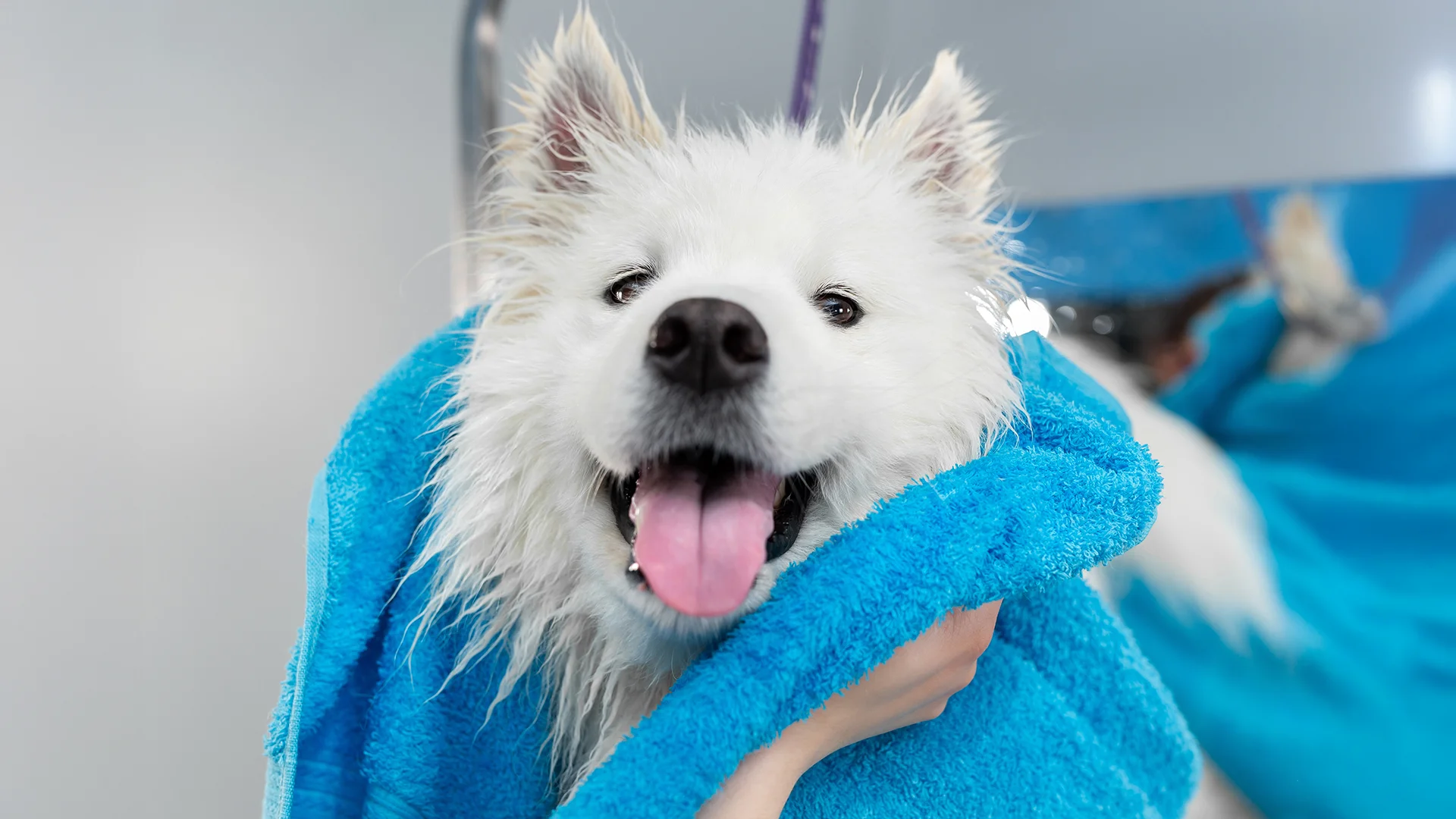 Groomer blow drying a fluffy Chow Chow on a grooming table.