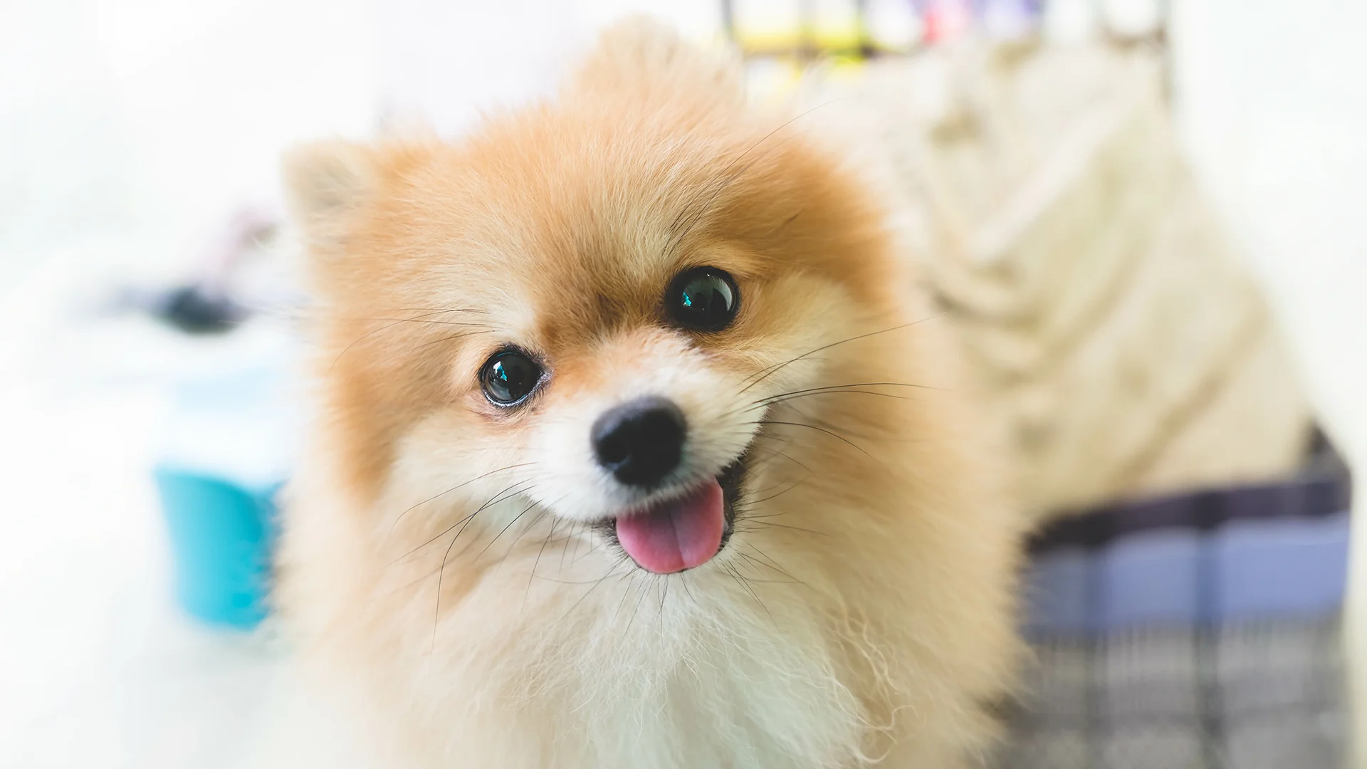 Fluffy Pomeranian looking at the camera with its tongue out.