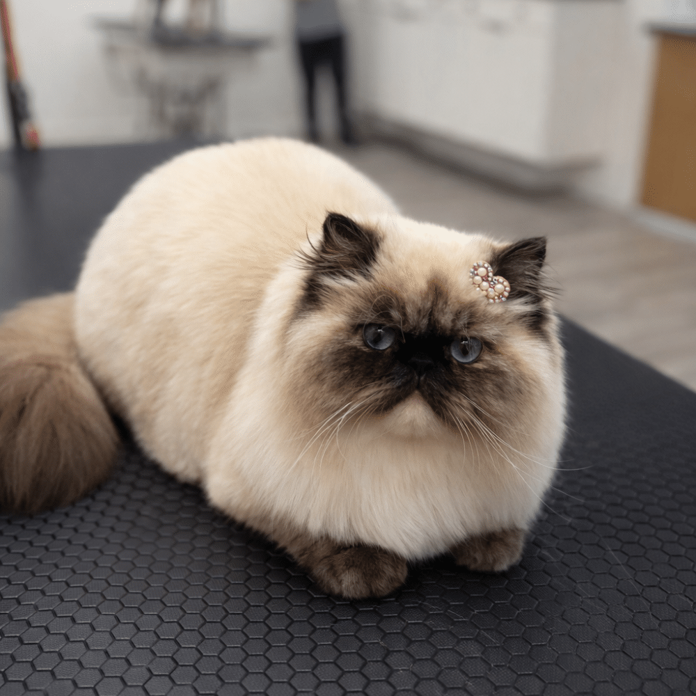 Fluffy Himalayan cat with a jeweled hair clip on its head