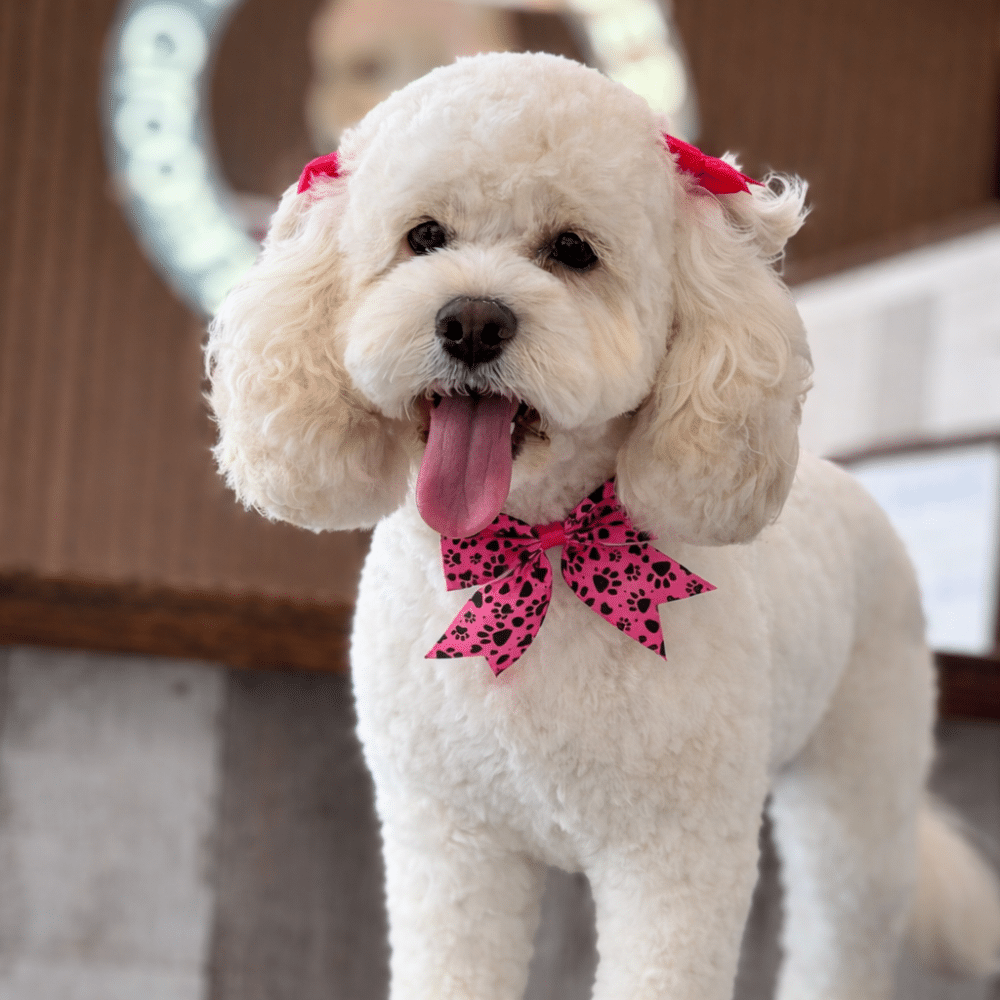 Fluffy white dog with curly fur stands on a grooming table