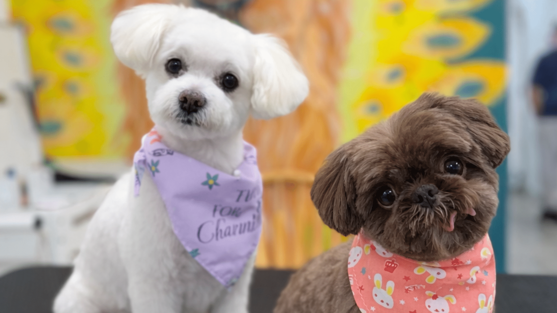 Two small dogs with colorful bandanas sit on a grooming table