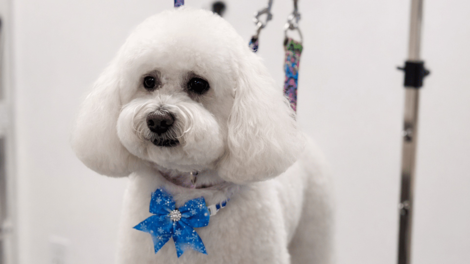 fluffy white dog with a blue bow stands on a grooming table