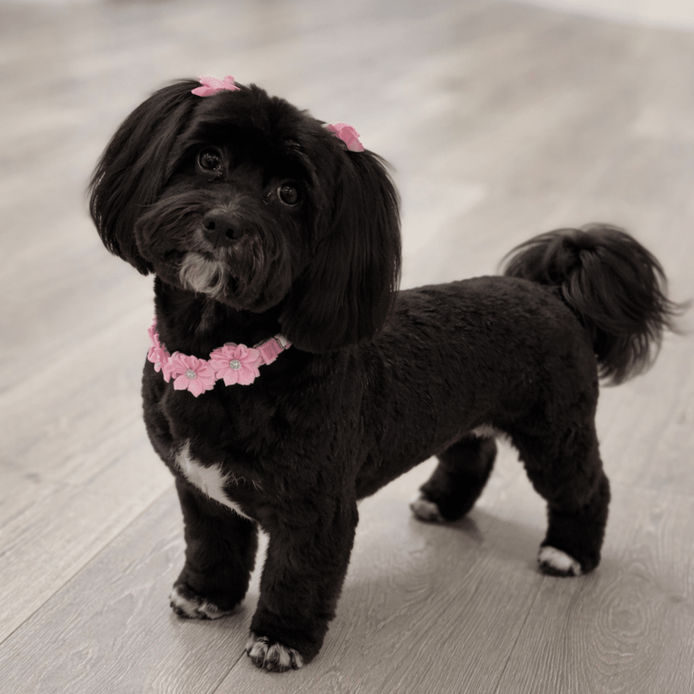 small black dog with fluffy ears and a wavy tail stands on a wooden floor