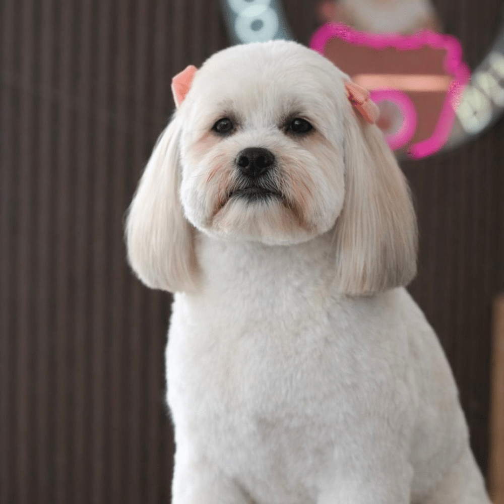 white dog with neatly trimmed fur and two pink bows on its ears